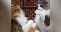 ふわふわ兄弟猫の『喧嘩の様子』を見ると…『可愛すぎるやり取り』に笑う人が続出「何回見てもかわいいｗ」「スロー再生みたいｗ」