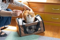 猫が『キャリーバッグ』へ入るのを嫌がるときの対処法6つ　入れるようになるメリットや慣らし方のコツも