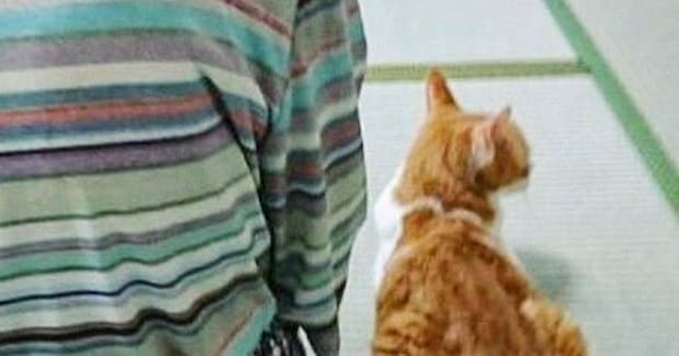 祖母のとなりに座り込んで『法事に参加する猫』→5分後……『全然違う様子』に爆笑の声「顔に笑った」「全身でアピールしてるw」と5万いいね