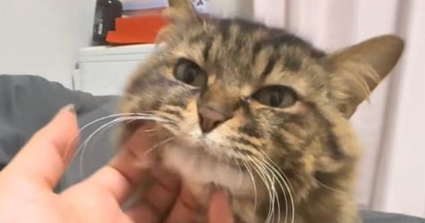 顎をなでなでされるキジトラ猫→段々と『とろけていった』結果…表情の変化が可愛すぎると1万いいね「ありゃぁぁ」「信じられないほど可愛い」