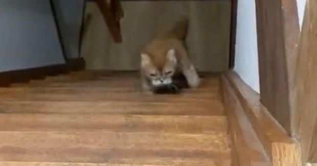 『のぼり方のクセが強すぎる猫』…まるでバタフライのような『まさかの動き』が500万表示「何回も見てしまったｗ」「おもろすぎる」と爆笑