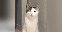 何かを伝えたい猫→飼い主をじっと見つめて…悶絶必至の『アピールの様子』が22万再生「自分の可愛さをわかってるｗ」「胸キュン」