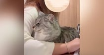 仕事中にやってきた猫→キーボードの前に座って…甘えん坊すぎる様子に「赤ちゃんみたいで可愛い」「お仕事やめちゃうｗ」とほっこりする人が続出