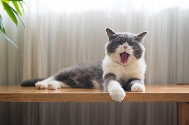 あくびをする猫