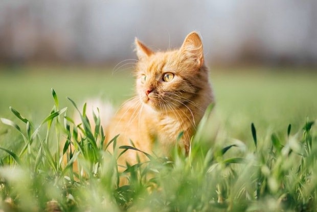 草むらで立ち止まっている猫