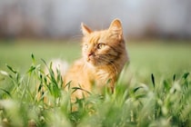 猫にとって危険な『天敵』動物5選　遭遇時に起こりうるトラブルや回避するための対策方法