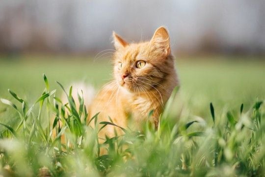 猫にとって危険な『天敵』動物5選　遭遇時に起こりうるトラブルや回避するための対策方法