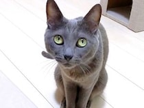 無言で何かを訴えるネコ→ついていくと、部屋の隅に案内され…あまりにも愛おしい光景が43万再生「お姫さまだね」「上目遣いがたまらん」