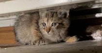 ３年前、駐車場で『寂しげな子猫』を保護したら……同じ猫とは思えない『現在の様子』に「ギャップが凄くて吹いたｗ」「落差激しいｗ」と反響