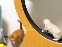 猫たちにキャットホイールを与えた結果→オブジェと化してしまい…３日後に見せた『ほほえましい光景』に「良かったねぇ」「お利口さん」の声