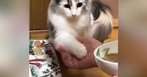パパから夜食をもらうときに『お手をする猫』→ママも挑戦してみた結果…まさかの対応に「仕方ないなぁー感ｗ」「凄いしかわいいｗ」と反響