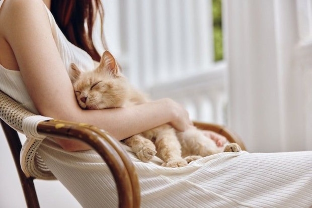 人のひざの上で寝ている猫