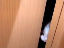 ２泊３日の間、ネコを預けることに→『感動の再会』ができると思ったら…『想定外なリアクション』に爆笑「ごめんわろたｗｗｗ」「まさかの」
