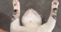仰向けで『バンザイ寝』をする猫→顔を見た結果…まさかすぎる『表情』に「うっとりしていると思ったら…ｗ」「想像と違ったｗ」と17万再生