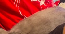 普段は怪獣みたいに『元気いっぱいな猫』→ママには甘えないのに、息子の前になると…微笑ましい光景が11万再生「すごい体勢ｗ」と反響