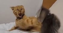 ウトウトする先輩猫にちょっかいを出した子猫→怒られた結果…まさかの『フリーズした光景』に「死んだフリｗｗ」「いませんよーってｗ」と爆笑