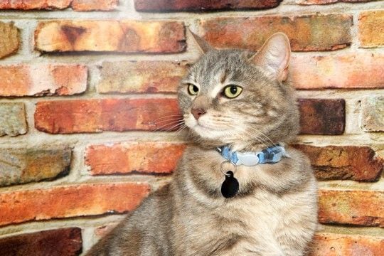 猫の『名前』をつけるときに注意すべきこと5つ　後悔しないためのポイントや名付けのコツ