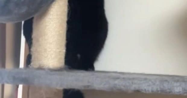 部屋の掃除中、2匹の猫が『キャットタワーに避難』した結果…可愛すぎる『逃げ方』に「黒猫やばい」「100点の怯え方」「漫画みたいｗ」の声