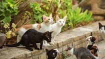 猫の『毛柄』が多種多様な理由3選　模様が決まる仕組みや遺伝の秘密も解説