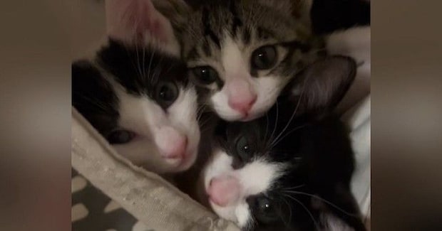 ママとは『別々に寝るようになった』子猫たち→『朝』になると……ほっこりする光景に「たまらないw」「もう見てるだけで幸せ」と34万再生