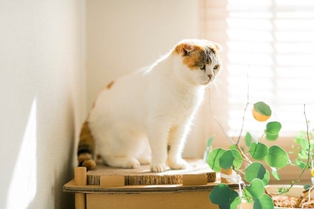 爪とぎの上に座るスコティッシュフォールド