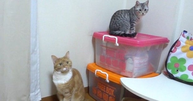 同じ場所にいる2匹の猫→『それぞれの名前』を呼んでみた結果…賢すぎる『完璧なリアクション』が56万再生「声がかわゆいww」「天才」