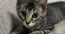 毛が短かった子猫→成長して、想像以上に『毛が伸びた』結果…２年後の『まさかの光景』に驚愕「神様とかにいそうｗ」「えっ～！すごく素敵」