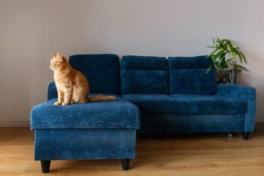 なぜ?同僚から買い取ったソファから「鈴の音」がする→台座の中に潜んでいたのは、前の持ち主の「飼い猫」だった!