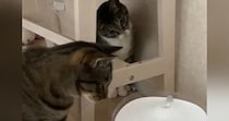 2匹の猫が自動給水器に浮かぶ『氷』を発見した結果…たまらなく可愛いリアクションが166万表示「首おっこちそうｗ」「笑っちゃった」