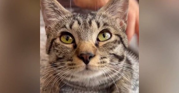 週1で家にくるおばあちゃんに猫が『ブラッシング』されると…可愛すぎる光景が50万再生「力加減がいいのかな」「ゴッドハンドだね」