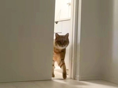 『ちょっと昼寝しようかな』と思ったら、隣の部屋からネコが入ってきて…想定外な『妨害行為』が話題「ネコハラが…」「一人で寂しかったもん」