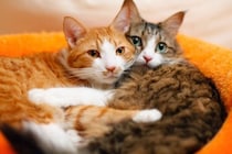 猫同士の間で『モテモテな猫』に当てはまる特徴3つ　好かれる理由や意外な条件とは？