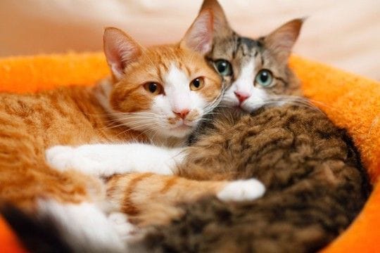 猫同士の間で『モテモテな猫』に当てはまる特徴3つ　好かれる理由や意外な条件とは？