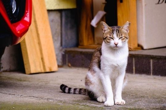 猫が『座った状態で寝る』ときの理由4つ　横にならない理由や心理も解説