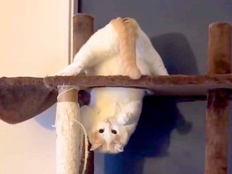 キャットタワーの一番上で『逆さまになっていた猫』→目の前に『紐』が現れた結果…爆笑の展開が78万再生「情けない体勢すぎるｗ」「凄いｗ」