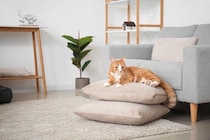 猫と暮らす部屋を『スッキリ見せる』3つのコツ　安全で快適な環境作りのアイデアも紹介