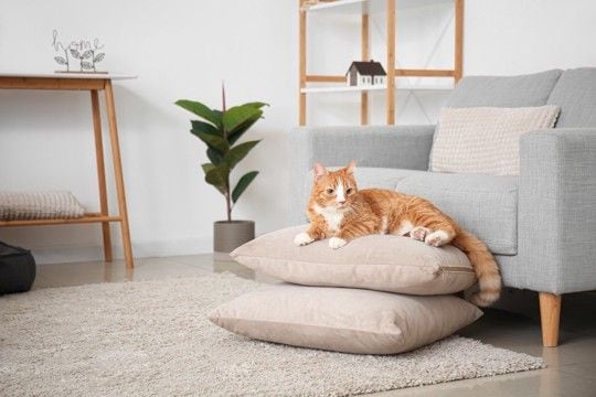猫と暮らす部屋を『スッキリ見せる』3つのコツ　安全で快適な環境作りのアイデアも紹介