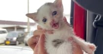 空き家でひとり『鳴き続けていた子猫』を保護→緊急手術をすることになって…涙あふれる『成長記録』が23万再生「大泣きした」「ありがとう」