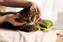 猫の『お留守番後』にしてあげたいアフターケア4選　取り入れたい理由や上手な接し方まで