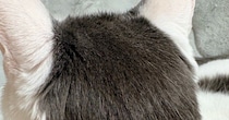 白い体に黒い模様が入った猫→『後頭部』を見ると…可愛すぎる光景に２万いいね「人間のヘアスタイルそっくりｗ」「カットいったのかな」