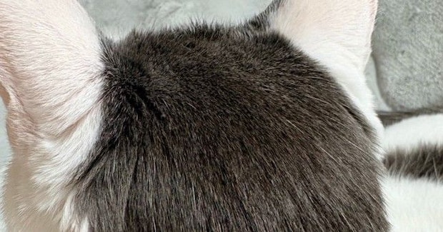 白い体に黒い模様が入った猫→『後頭部』を見ると…可愛すぎる光景に2万いいね「人間のヘアスタイルそっくりw」「カットいったのかな」