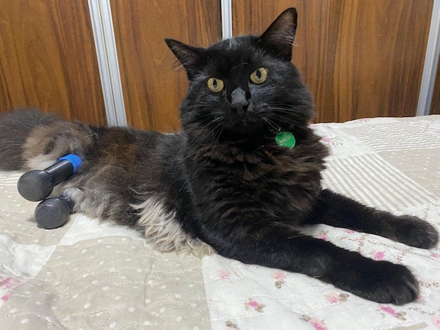 義足を付けた黒猫