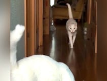 ２匹のネコが待つ家に帰った結果→廊下の奥から走ってきて…想像以上に愛おしい『熱烈大歓迎』に「羨ましい」「駆け足でお迎え可愛い」の声