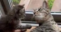 毛づくろいをし始めた先輩猫と子猫→おててに注目すると…予想外の『尊い光景』に１万いいね「動きがあってるねｗ」「ずっと見ていられる」