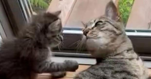 毛づくろいをし始めた先輩猫と子猫→おててに注目すると…予想外の『尊い光景』に１万いいね「動きがあってるねｗ」「ずっと見ていられる」