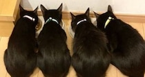 並んでごはんを食べる『そっくりな４匹の黒猫』→『しっぽの形』は驚くほど違っていて…「素敵すぎる」「みんな個性的で良い」と２万いいねの反響