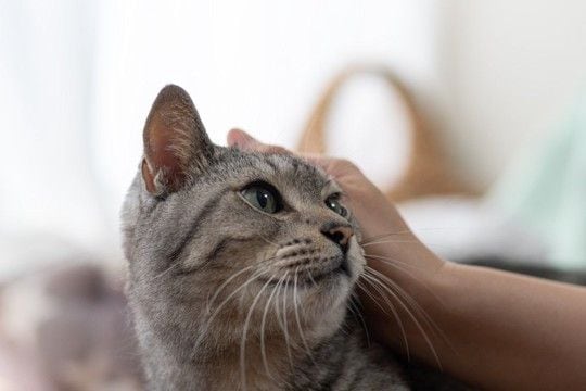 猫の『里親』になるための審査が厳しい理由3つ　必要となる条件や心得まで
