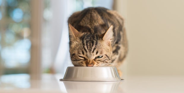 食事中の猫