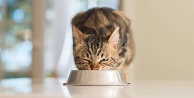 猫の老化を加速させる『NG習慣』4選　心身に及ぶ悪影響や改善のコツまで