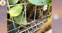 『昨日から子猫が鳴いている』と彼氏から連絡→すぐに助けに向かった結果…2か月間の記録に「めっちゃ泣いた」「凄すぎないか」と76万再生